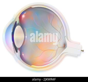 Anatomie des Auges mit Linse, Netzhaut, Hornhaut, Iris, Aderhaut. Stockfoto