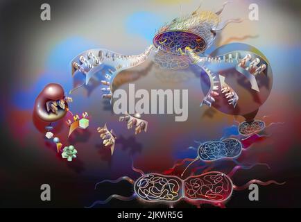 Transkription (links) und Duplikation (rechts) aus der DNA eines Bakteriums. Stockfoto