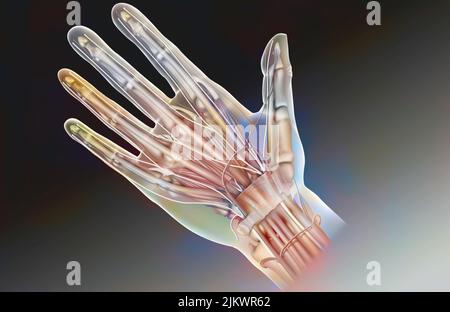 Anatomie des Palmargesichtes der Hand und dessen Inhalt: Mediannerv, Sehnen, Radialarterie. Stockfoto