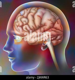 Sichtbereiche eines Gehirns im Schädel eines Mannes. Stockfoto