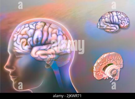 Hirnareale der linken und rechten Hemisphäre und Strukturen der Mittellinie. Stockfoto