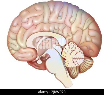 Medianer sagittaler Hirnschnitt mit Zerebellum und Beginn des Hirnstamms. Stockfoto
