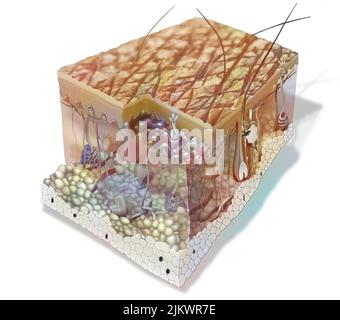 Hautabschnitt, der alle Strukturen zeigt: Die Schichten der Epidermis, die Struktur der Dermis. Stockfoto