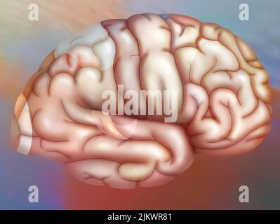 Hirnareale der rechten Hemisphäre: cortex (visueller, parietaler, sensorischer, motorischer, prämotorischer) und auditorischer Bereich. Stockfoto