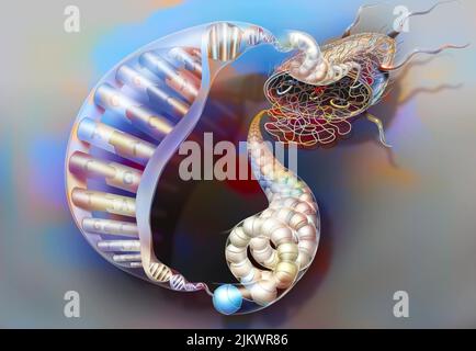 Inhalt der Bakterien: Gefaltete und verdrehte DNA, Plasmide, Zytoplasma. Stockfoto