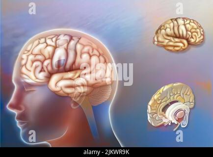 Hirnareale der linken und rechten Hemisphäre und Strukturen der Mittellinie. Stockfoto