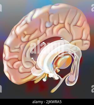 Die medianen Strukturen, die die Gehirnhemisphäre verbinden (Hippocampus, Hypothalamus, Hypophyse..). Stockfoto