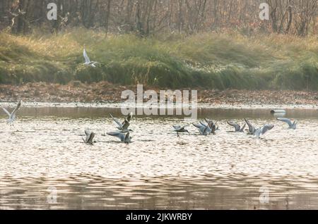 Eine Schar von Flussmöwen fliegt über das Teichwasser und sammelt Nahrung. Stockfoto