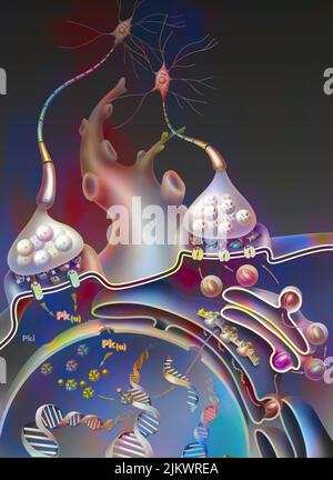 PLT (Long-term Potentiation), Schritt 3: Es werden neue Verbindungen für das Langzeitgedächtnis gebildet. Stockfoto