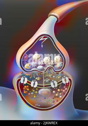 PLT (Long Term Potenzation) nach einer Woche, Schritt 2: Die Synapse wird mit höherer Effizienz stimuliert. Stockfoto