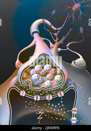 Verschiebung des Aktionspotenzials (Zustrom) in der Synapse. Stockfoto