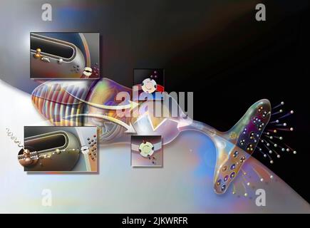 Kegel, Photorezeptorzelle der Netzhaut, die Tag- und Nachtsicht ermöglicht. Stockfoto