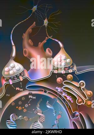 PLT (Long-term Potentiation), Schritt 3: Es werden neue Verbindungen für das Langzeitgedächtnis gebildet. Stockfoto