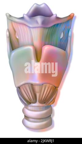 Kehlkopf in anteriorer Ansicht mit Epiglottis, Hyoidknochen, Schilddrüsenknorpel. Stockfoto