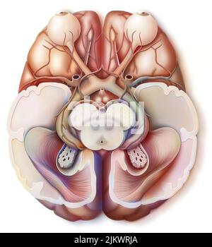 Pfad, der durch Informationen, die durch die Augen an das Gehirn gesendet werden, zurückgelegt wird. Stockfoto