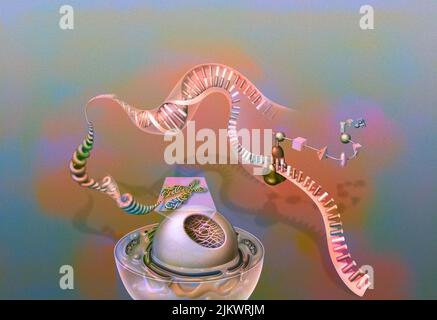 Gene: Zellkern mit Chromosom, Chromatin, DNA-Helix, Gene, Ribosom, Proteine. Stockfoto