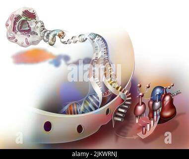 DNA-Transkription für die Proteinproduktion und -Übersetzung. Stockfoto