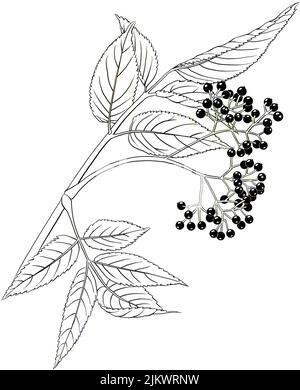 Holunderblätter und Früchte isoliert auf weißem Hintergrund. Stockfoto