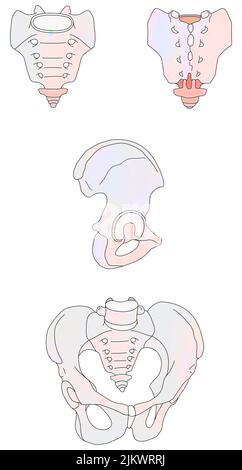 Becken und seine drei Knochen: Kreuzbein, Steißbein und Beckenknochen. Stockfoto
