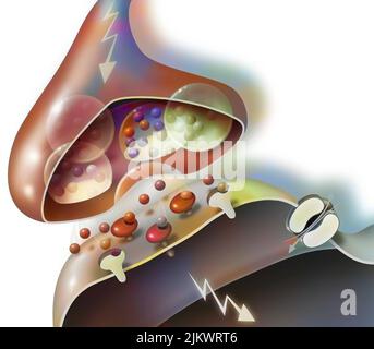 Übertragung von Nervenimpulsen von einer Synapse eines Neurons A auf einen dendritischen Knopf. Stockfoto