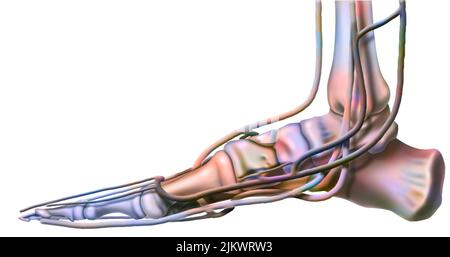 Anatomie der venösen Netzwerke des Fußes in der Medianansicht. Stockfoto