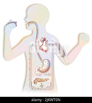 Diagramm des Zuckerzyklus in der Silhouette eines Kindes. Stockfoto