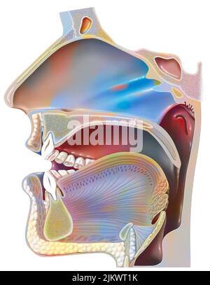 Position des Mundes für die Aussprache des 'A' in der Phonation. Stockfoto