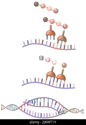 Peptidsynthese: Synthese von Ribosomen von Aminosäuren aus Boten-RNA. Stockfoto