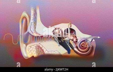 Anatomie des Ohrs mit Trommelfell, Ohrstöpsel, Hammer, Amboss. Stockfoto