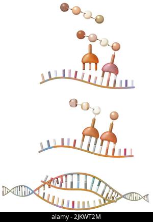 Peptidsynthese: Synthese von Ribosomen von Aminosäuren aus Boten-RNA. Stockfoto