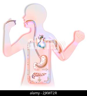 Diagramm des Zuckerzyklus in der Silhouette eines Kindes. Stockfoto