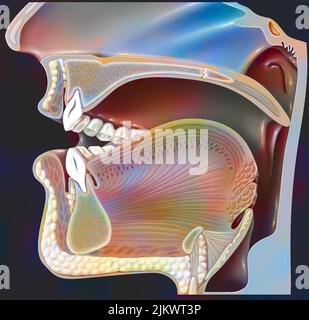 Position des Mundes für die Aussprache des 'A' in der Phonation. Stockfoto