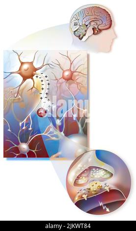 Übertragung von Nervenimpulsen im Gehirn von einem Neuron zum anderen. Stockfoto