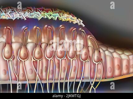 Anatomie der Makula, die die Zellen zeigt (Ziliate, Stützen). Stockfoto