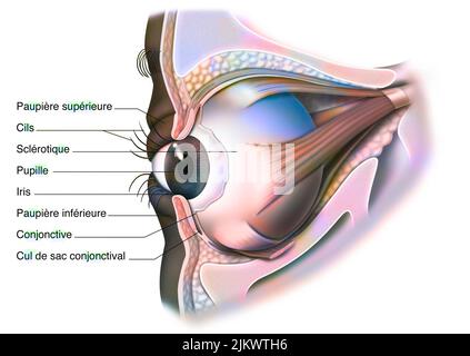 Anatomie des Auges und des Augenlids (von 3/4) mit Iris, Pupille. Stockfoto