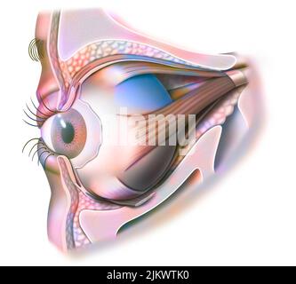Anatomie des Auges und des Augenlids (von 3/4) mit Iris, Pupille. Stockfoto