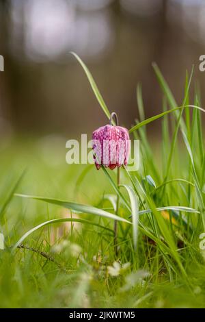 Eine vertikale Aufnahme einer Schlangenkopf-Fritillarblume auf einer Wiese Stockfoto