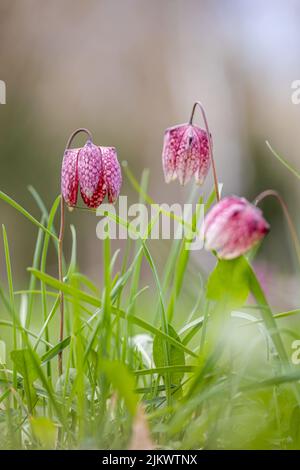 Eine vertikale Aufnahme von Schlangenkopf-Fritillarblüten auf einer Wiese Stockfoto