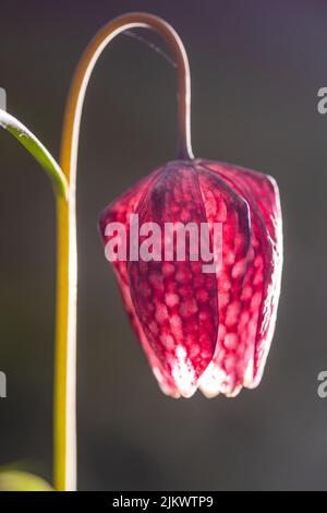 Eine Nahaufnahme einer Schlangenkopffritillarblüte in vertikaler Richtung Stockfoto