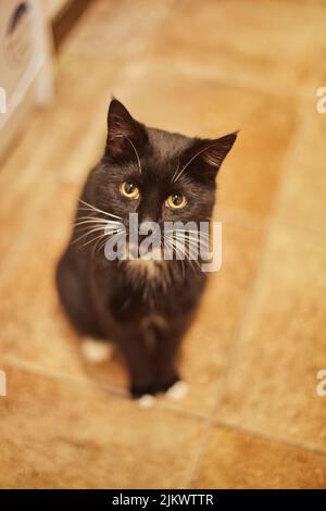 Eine vertikale Nahaufnahme einer schwarzen Hauskatze mit einem niedlichen Gesichtsausdruck Stockfoto
