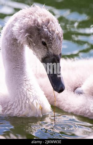 Signet Mute Swan (Cygnus olor) mit Mutter Schwan in ihrem Auge reflektiert. Stockfoto