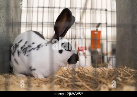 Kaninchen in einer englischen Country Show, die auf die Beurteilung wartet Stockfoto