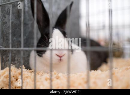 Kaninchen in einer englischen Country Show, die auf die Beurteilung wartet Stockfoto