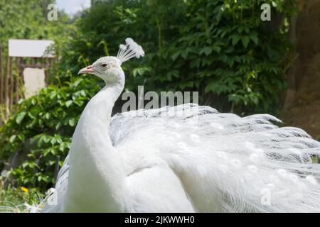 Nahaufnahme eines männlichen weißen Pfaus am sonnigen Sommertag. Stockfoto