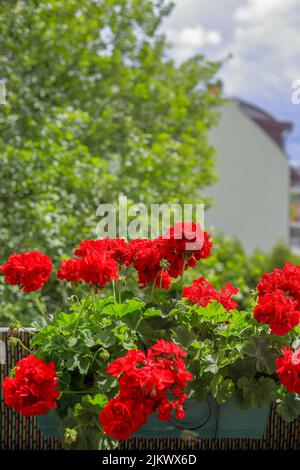 Rote Geranien wachsen in einem Topf auf dem Balkon in Polen Stockfoto