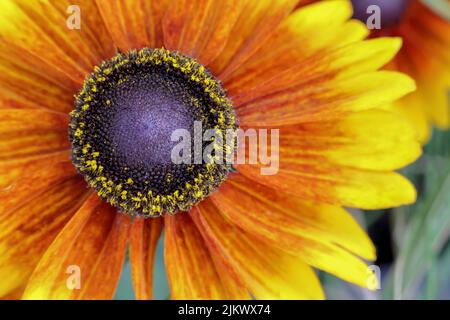 Kopf einer rot-orangen Blume in Polen Stockfoto