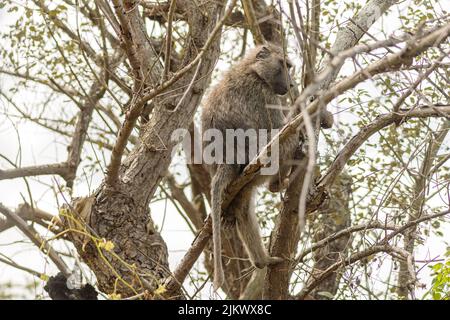 Hamadryas Pavian ruht auf einem Baum Stockfoto