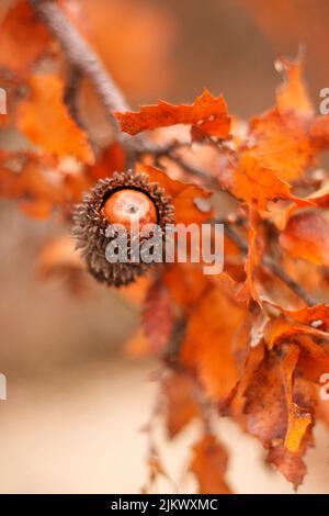 Acorn und rot-orange braune Eiche Quercus cerris, die Puteneiche oder österreichisches Eichenlaub auf Ästen mit selektivem Fokus vor verschwommenem Hintergrund. Stockfoto