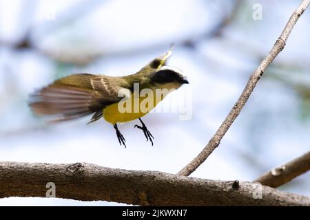 Eine Nahaufnahme des sozialen Fliegenfängers, Myiozetetes similis, der auf dem Ast landet. Stockfoto