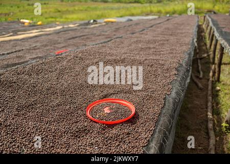 Langer Tisch mit getrockneten Kaffeebohnen auf dem Bauernhof Stockfoto